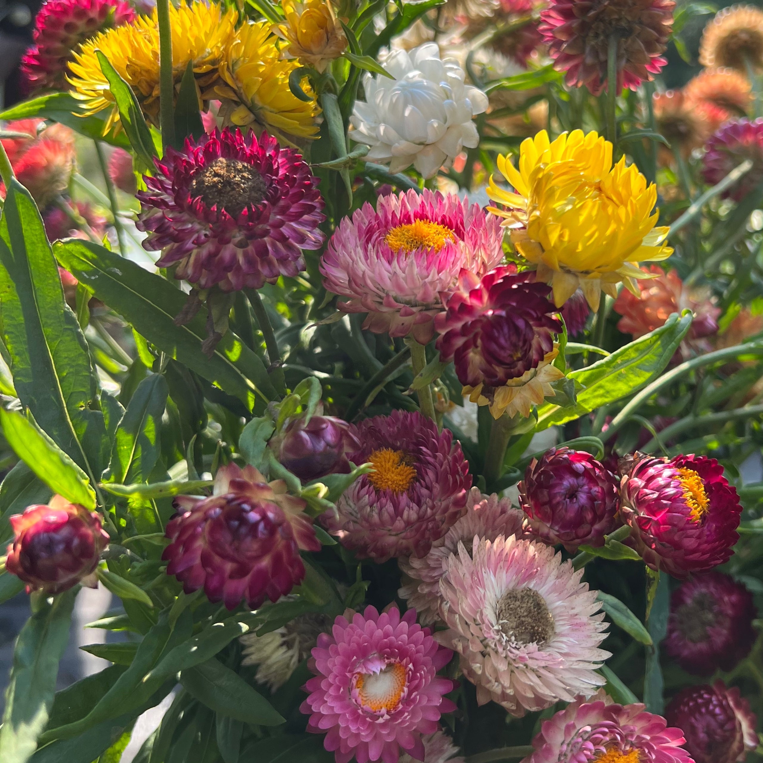 Strawflower best sale